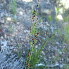 Melica imperfecta