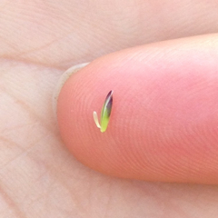Melica imperfecta