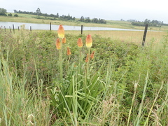 Kniphofia linearifolia