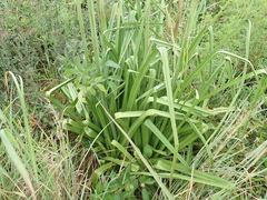 Kniphofia linearifolia