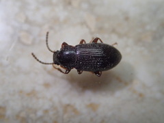 Helopini