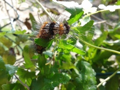 Lepidoptera