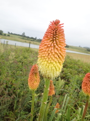 Kniphofia linearifolia