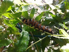 Lepidoptera