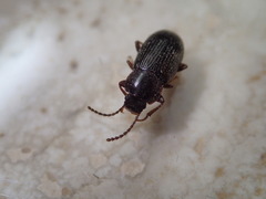 Helopini