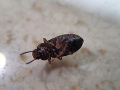 Helopini