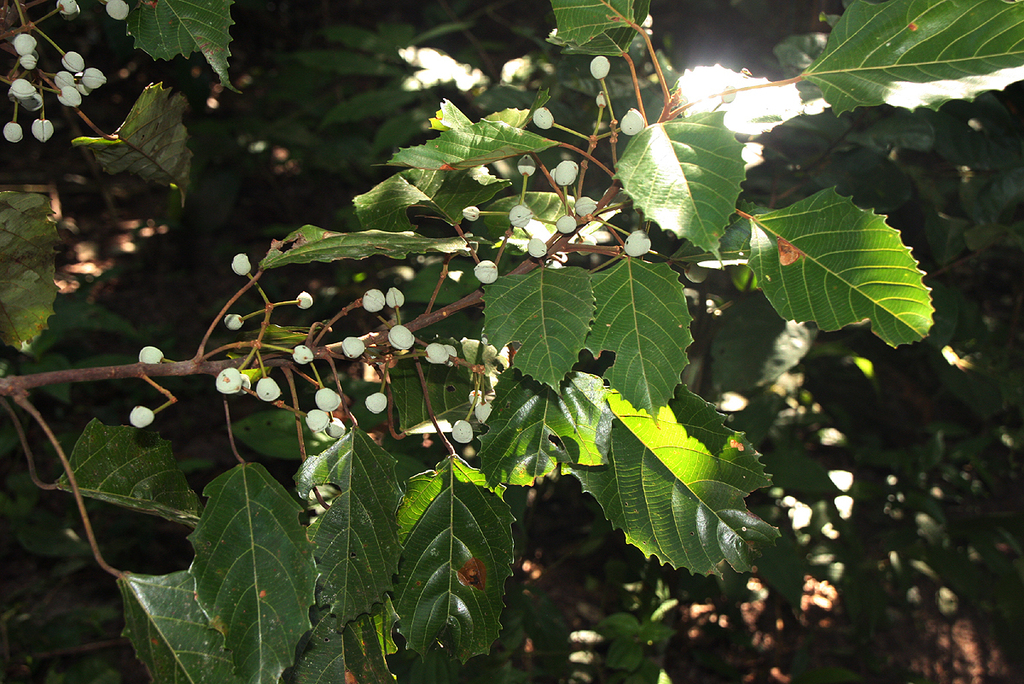 Macaranga monandra