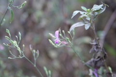 Hypoestes cumingiana