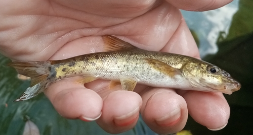 Round-scaled barbel (Barbus cyclolepis) — Cyprinidae — 3