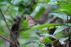 Euploea mulciber barsine
