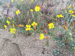 Camissonia kernensis