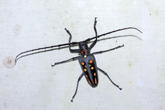 Batocera parryi