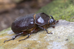 Blabephorus pinguis