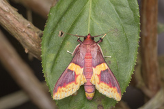 Pachynoa purpuralis