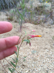 Camissonia kernensis