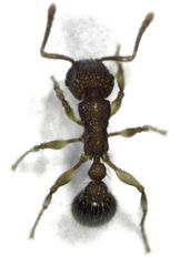 Tetramorium bicarinatum