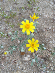 Eriophyllum ambiguum