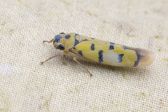 Anatkina annandalei