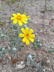 Eriophyllum ambiguum