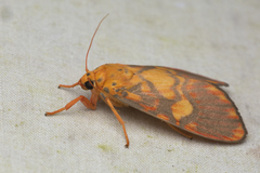 Ammatho roseororatus