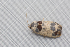 Terthreutis