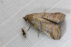 Chlumetia