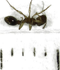 Tetramorium bicarinatum