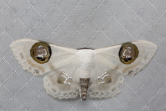 Problepsis plenorbis