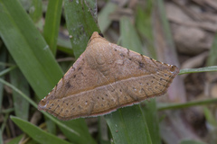 Eublemma quadripunctata