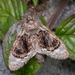 褐丸胯舟蛾 - Photo 由 budak 所上傳的 (c) budak，保留部份權利CC BY-NC