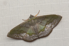 Fascellina meligerys