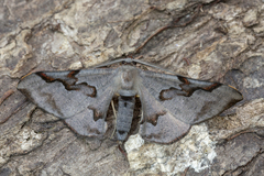 Hypochrosis pyrrhophaeata
