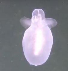 Cliopsis krohnii