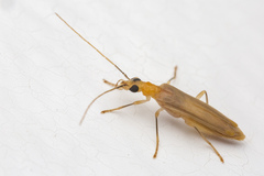 Dryopomera innotata