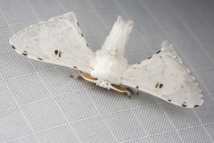 Penicillifera apicalis