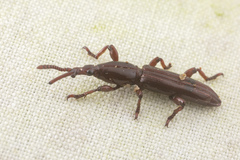 Brentinae