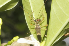 Zelus janus