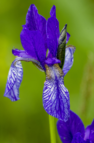 Siberian Iris