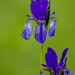 Siberian Iris - Photo (c) Robert Pisch, some rights reserved (CC BY-NC), uploaded by Robert Pisch