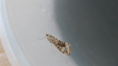 Cornifrons ulceratalis