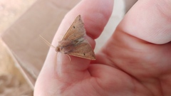 Dasycorsa modesta