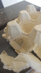 Coenotephria ablutaria