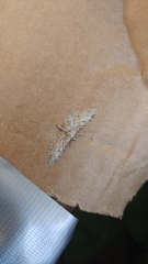 Eupithecia quercetica