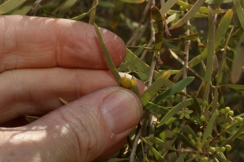Image of Denhamia cunninghamii by (c) Greg Tasney, some rights reserved (CC BY-SA)