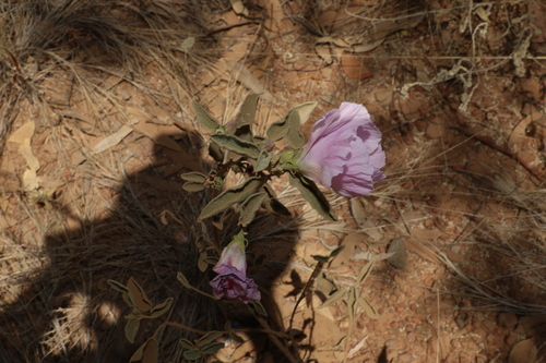 Image of Gossypium sturtianum by (c) Greg Tasney, some rights reserved (CC BY-SA)