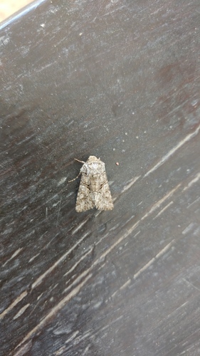 Hadena silenides
