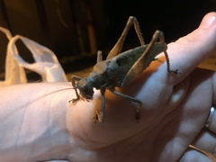 Balboana tibialis