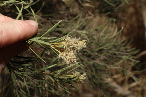 Image of Melaleuca trichostachya by (c) Greg Tasney, some rights reserved (CC BY-SA)