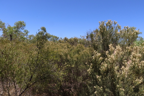 Image of Melaleuca trichostachya by (c) Greg Tasney, some rights reserved (CC BY-SA)