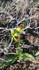 Ophrys lutea galilaea